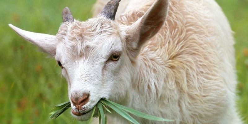 Dreaming of a White Goat: A Sign of Wealth and Happiness