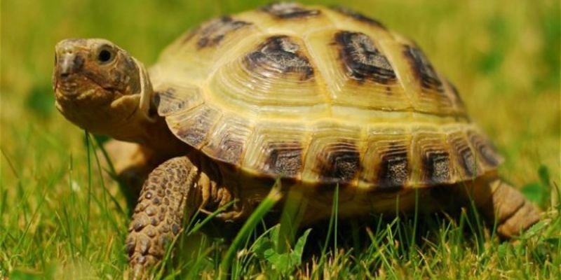 Dreaming about a turtle biting you, a turtle dying, or a turtle giving birth: What should you bet on?